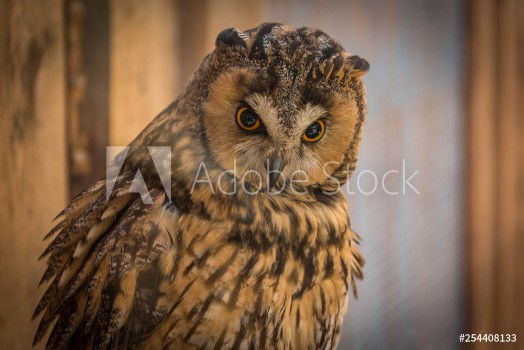 Picture of Owl looking around on a branch